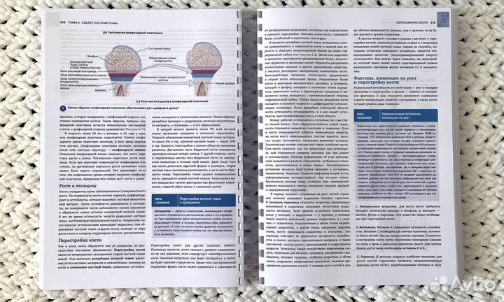 Анатомия физиология Тортора