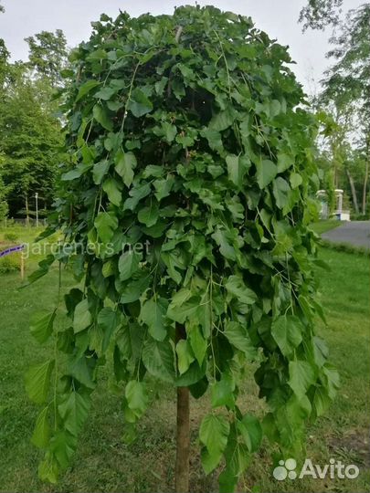 Саженцы плакучей шелковицы