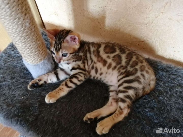 Бенгальские котята