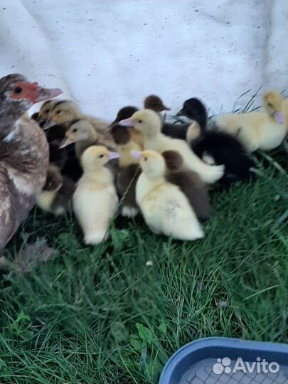 Мускусные утки,утята тяжёлой линии