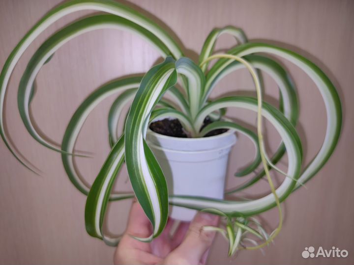 Хлорофитум