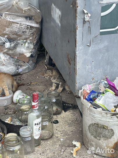 Спаси жизнь котенку, котята ищут дом и семью