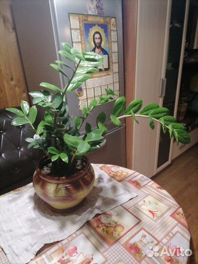 Живые цветы в горшках