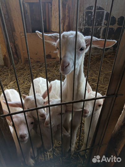 Зааненские козлята