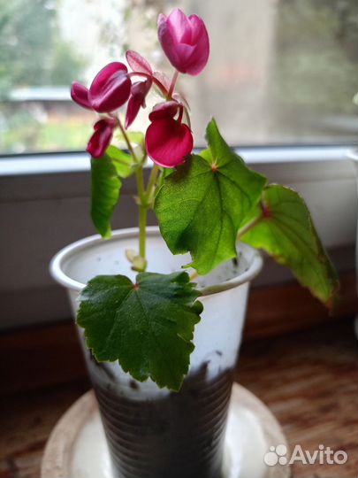 Глуар-де-Лорэн