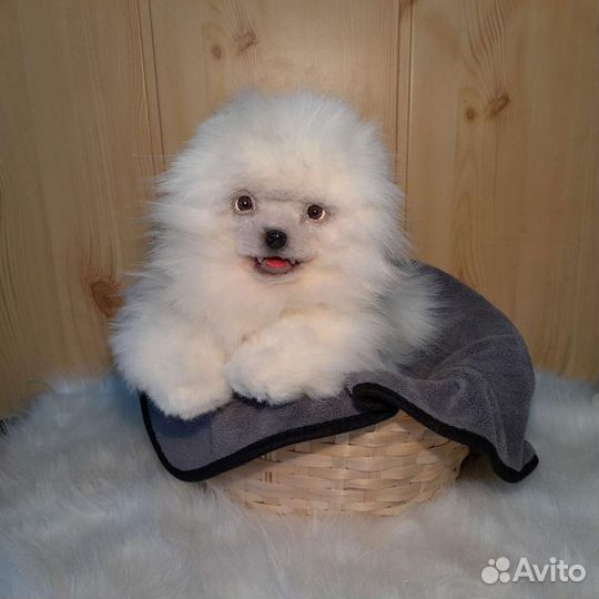 Игрушка -шпиц