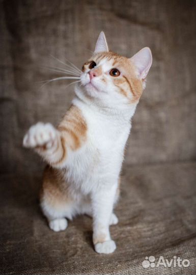 Молодой гладкошерстный котик