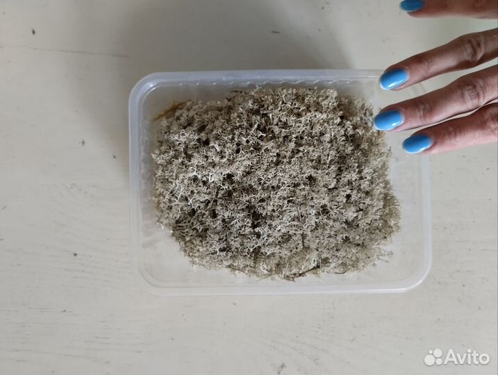 Мох сухой для декора (ягель, сфагнум)