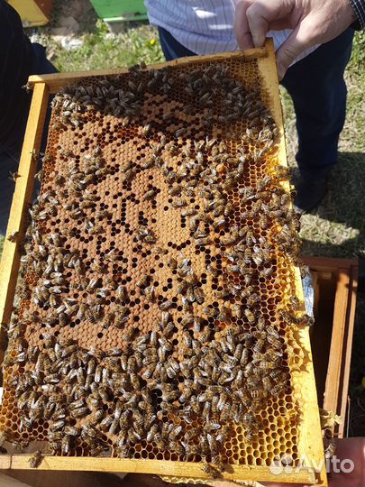 Пчелы матки карпатка