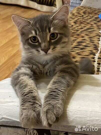 Кот