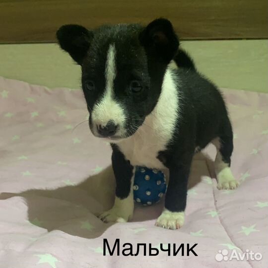 Щеночки басенджи