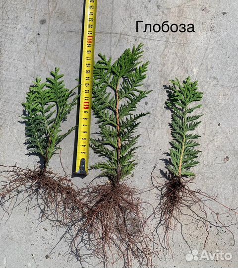 Черенок туи