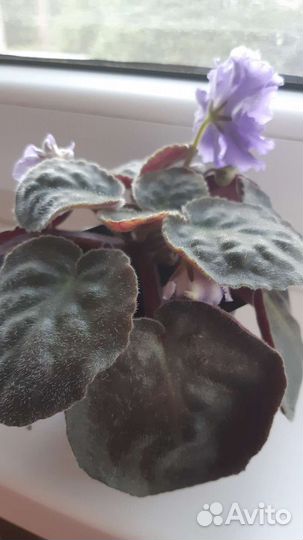 Фиалки и хавортия