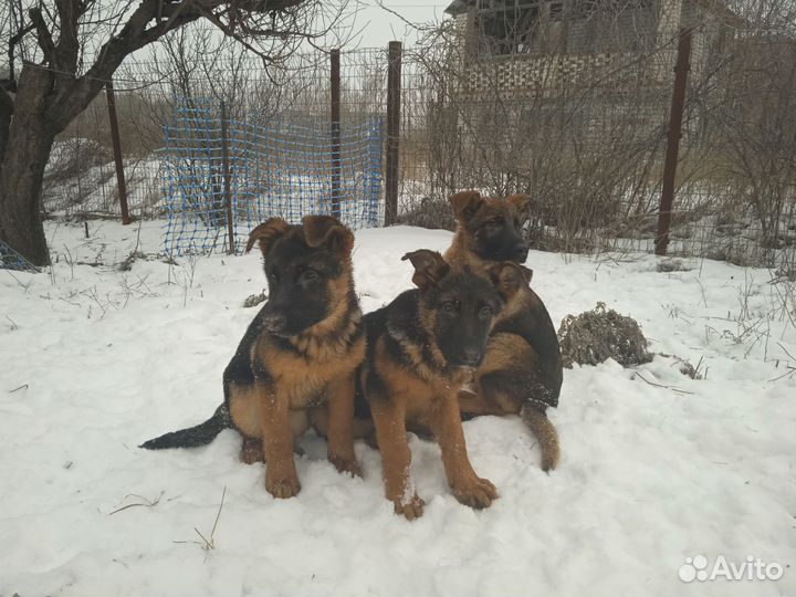 Щенки немецкой овчарки