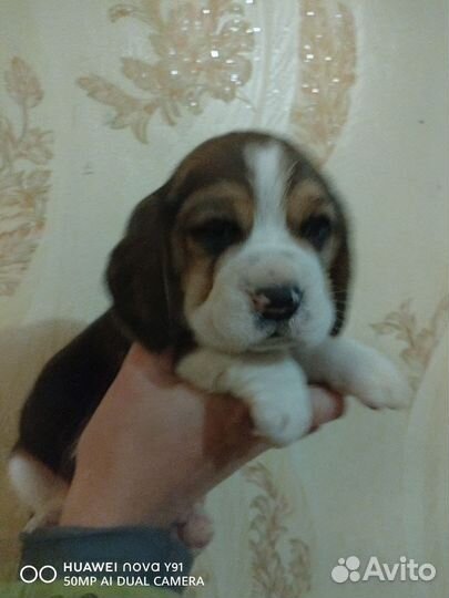 Бигль девчушка