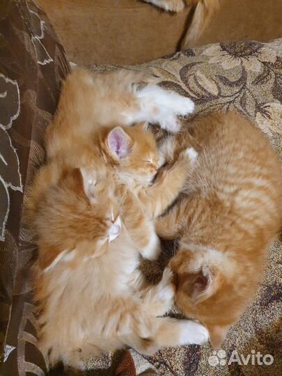 Котята от британской кошки