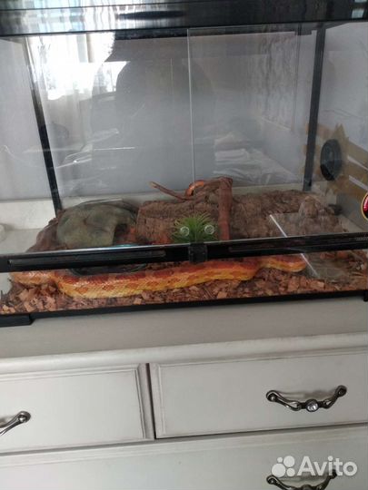 Маисовый полоз