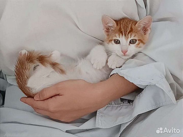 Котенок рыжий