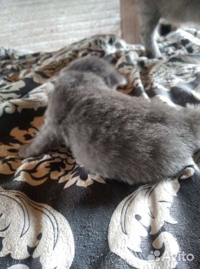 Котятки,два мальчика