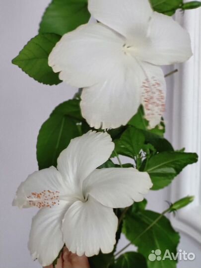Сортовые гибискусы комнатные