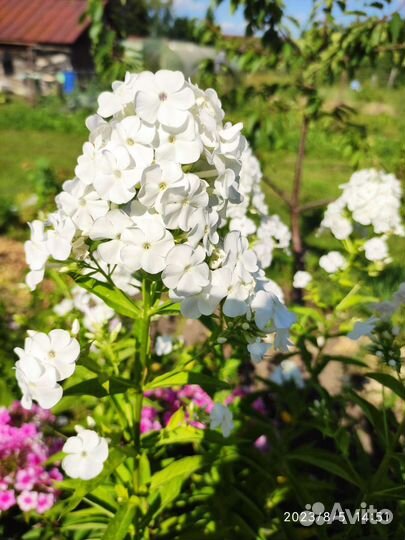 Многолетние цветы для сада, годжи, лекарств. травы