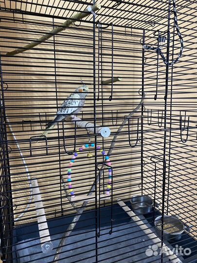 Попугай корелла с большой клеткой 88х60х40 см