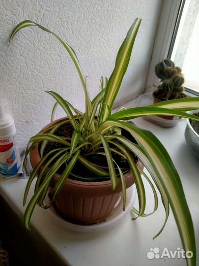 Продам цветы комнатные