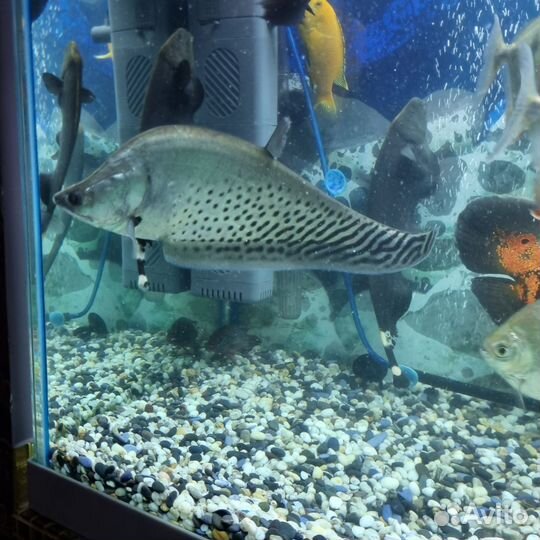 Серебряный нож Бланша