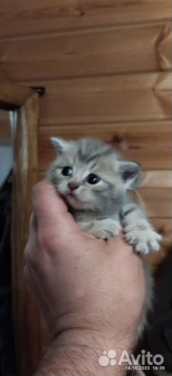 Кошки шотландцы