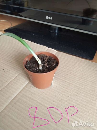 Гиппиаструм