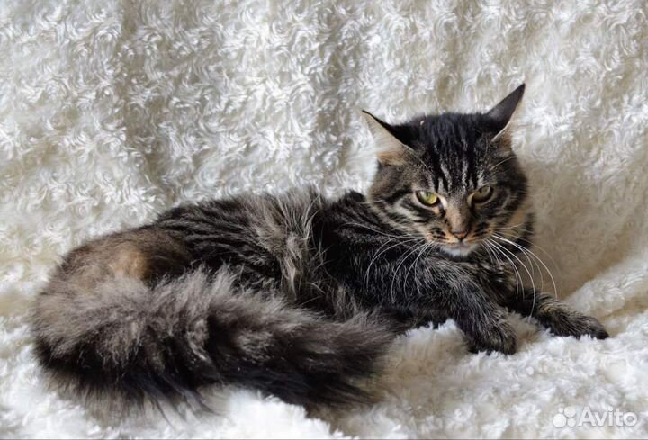 Алиса из приюта красавица 10 мес.ищет семью