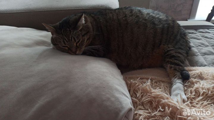 Кошки в добрые руки