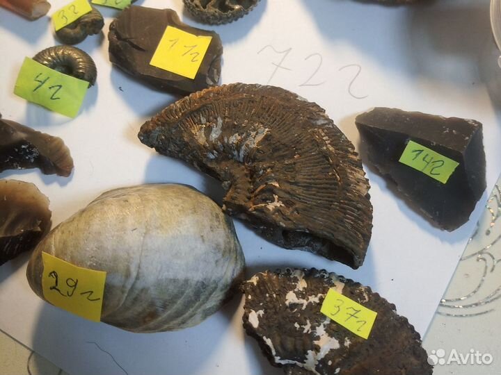 Окаменелости и камни