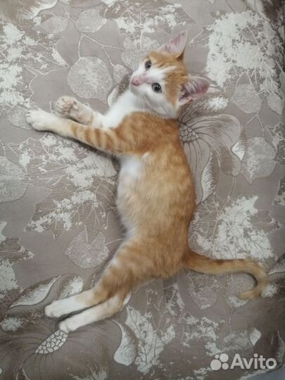 Котик в самые добрые руки