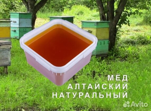 Мед натуральный алтайский опт