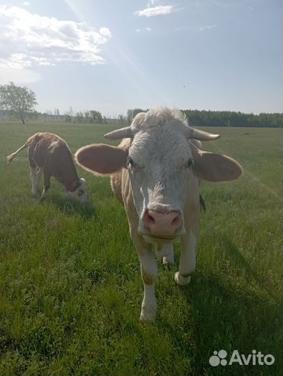 Корова высокоудойная
