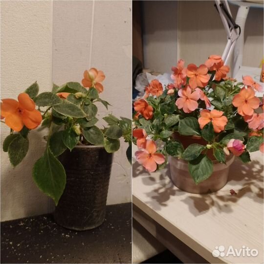 Бальзамин ампельный (импатиенс)