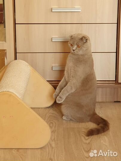 Передержка кошек домашняя