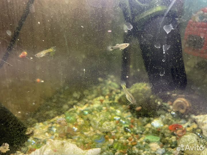 Аквариумные рыбки