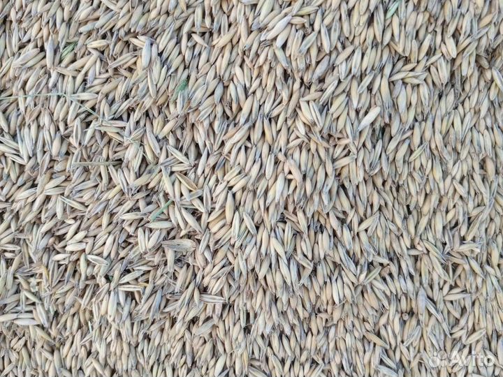 Овёс, ячмень, пшеница