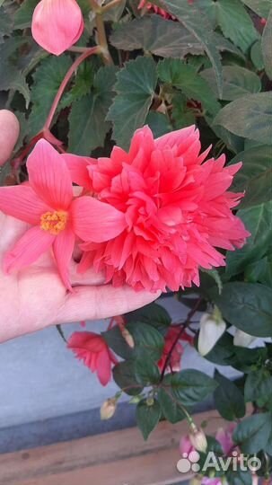 Бегония Belleconia rose