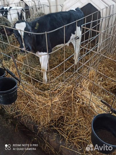 Телята бычки на откорм