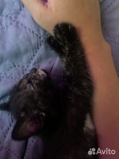 Отдам котенка девочка