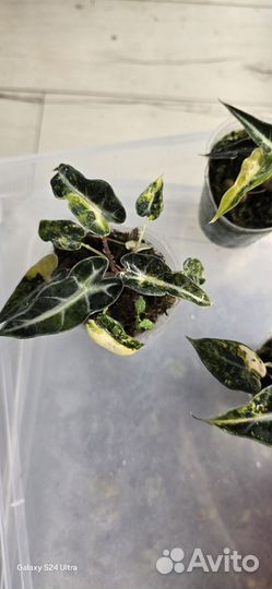 Алоказия бамбино аурея вариегатная