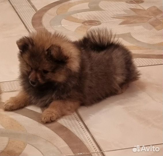 Щенки шпица