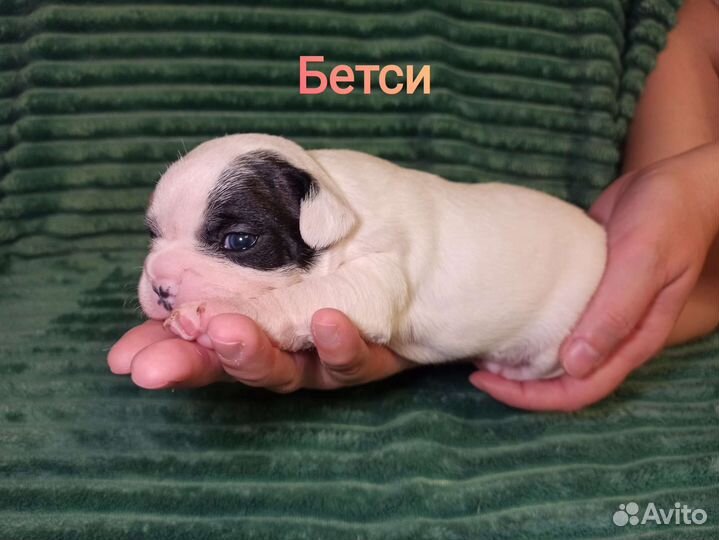 Французский бульдог щенки чёрно-белые