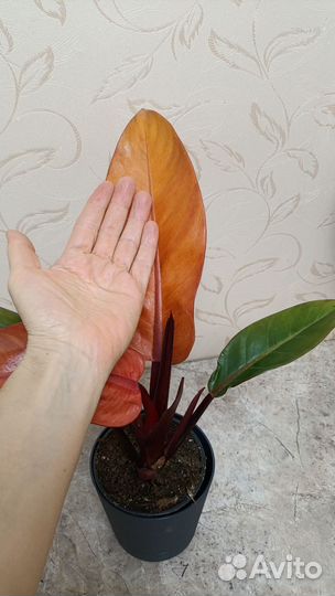 Филодендрон принц оранж