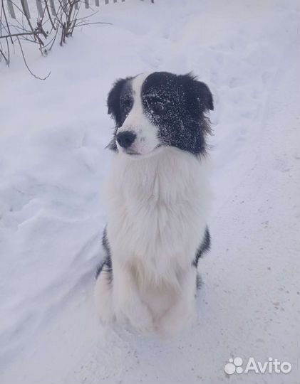 Дрессировка/выгул собак/ Кинолог