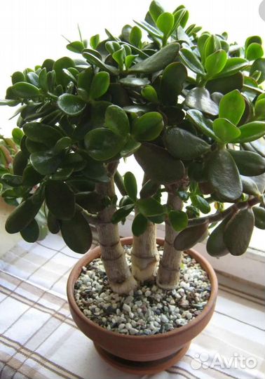 Толстянка (денежное дерево)