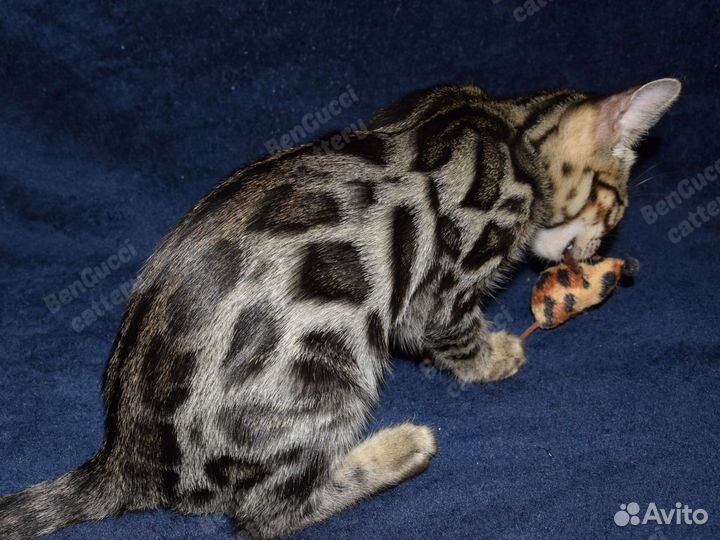 Бенгальский котенок